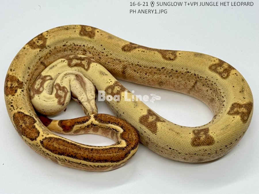 SUNGLOW T+VPI JUNGLE HET LEOPARD PH ANERY